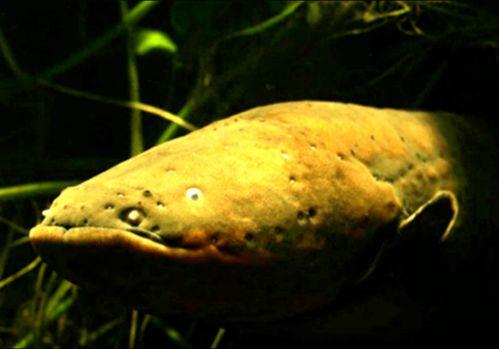 电鳗最新爆料图片大全,高清图片大全揭秘神秘生物世界  第2张